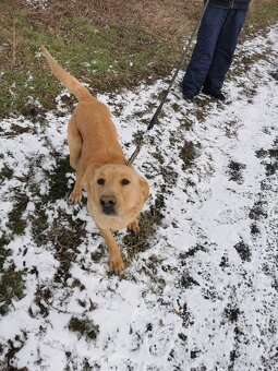 Bady, kříženec hledá domov - 3