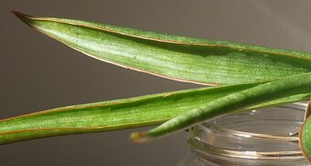 Sukulent, tchynin jazyk, Sansevieria - 3