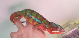 Chameleon Pardálí - 3