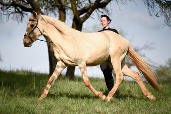 Lusitano klisna PSL v exkluzivní barvě palomino DUN - 3