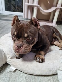 American bully - 3