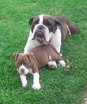 Old English Bulldog, Staroanglický buldok - 3