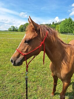Roční klisna, kobylka AQH, QH, USA papíry - 3