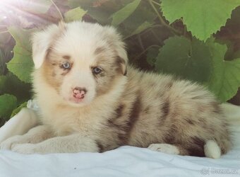 Border kolie , Collie , kolia - 3