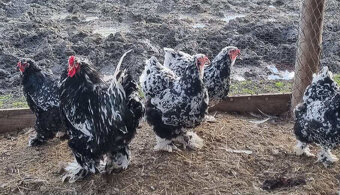 Brahmanka velká Porcellan, černobílá- kuřata 5 týdenní - 3