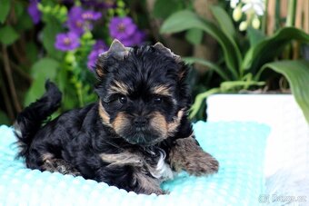 yorkshire terrier s PP(IHR) - 3