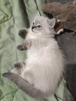 Ragdoll kocourek bez PP - 3