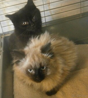 Černý hodný medvídek 3měsíční Míša - 3