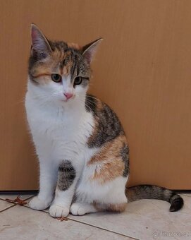 Hledám domov pro koťátko - 3