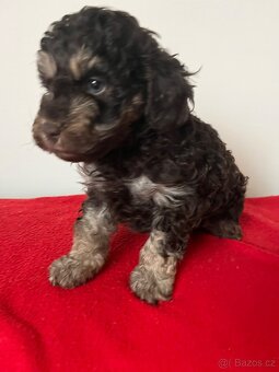 Pudl hnědý trpasličí - 3