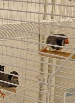 Mladé zebřičky - 3