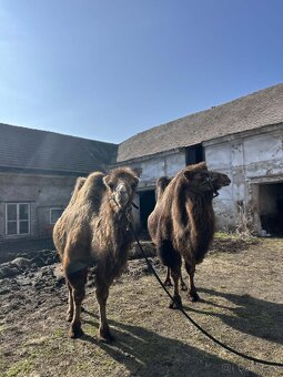 Velbloud dvouhrbý  - samice - 3