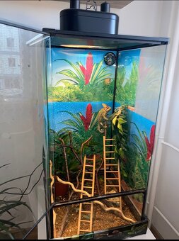 Prodám chameleona jemenského + terárium vybavené - 3