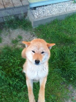 Daruji větší štěně Shiba inu - 3