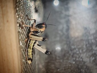 Saranče všežravé (Locusta migratoria) 🦗 - 3