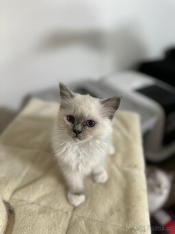 Ragdoll koťátka s PP - 3