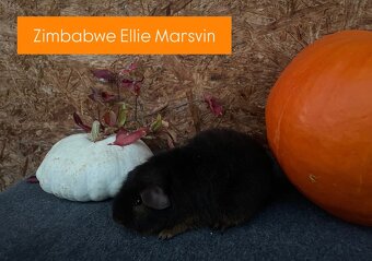 Morčátka plemene US Teddy - 3