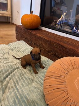 Rhodéský ridgeback s PP - 3