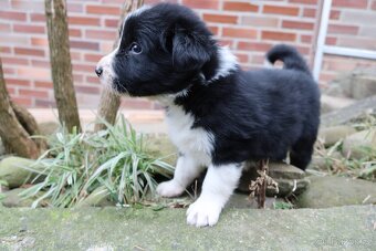 Štěňata Border kolie - 3