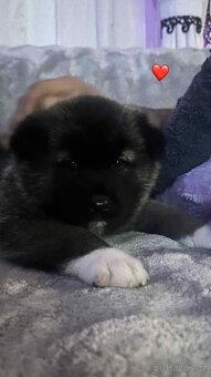 akita inu japobskeho typu - 3