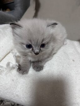 Kotě ragdoll - 3