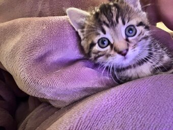 Kotě - kočička zdarma - 3