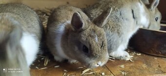 Zakrslí králíčci - 3