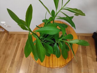 Gumovník Euphorbia umbellata - 3