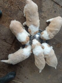 Border kolie - krytí pro feny s pp - 3