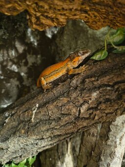 R.auriculatus - 3