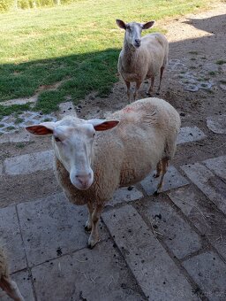 Ovce 🐑 sekačky na pastvy - 3