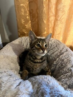 2. Savannah F4 – malí elegáni s velkým srdcem 😻 - 3