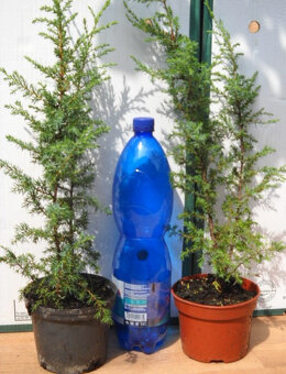 Jalovec sloupovitý 30cm - poštovné 79,- Kč - 3