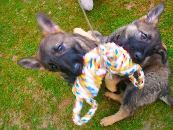 Německý ovčák štěňata - 3