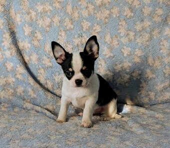 Čivava krátkosrstá s PP- pejsci - 3