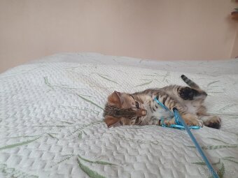 bengálská kočka, koťata - 3