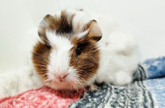 Morče, Morčata, Morčátko, Morčátka - GIGI A GINA - 3