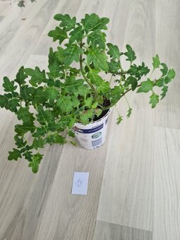 Rostliny, kytky, pokojovky - 3