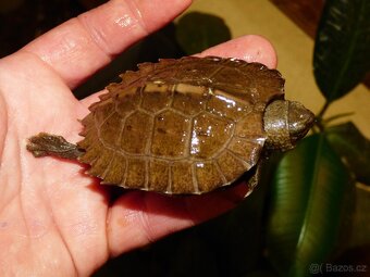 Želva černavá (Heosemys grandis) - 3
