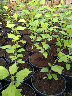 Ibišek Syrský - Venkovní - 3