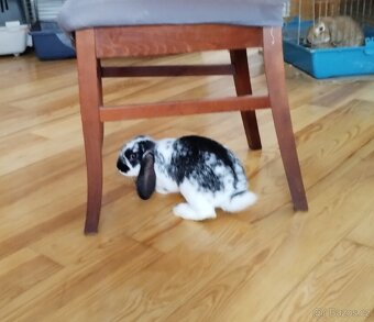 Hledáte kamaráda a společníka? - 3