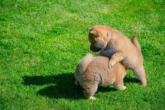 Vrh V Tribona, shiba inu štěňátka s PP FCI - 3