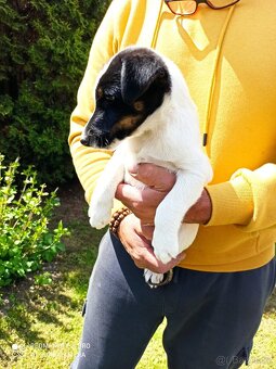 Štěňata - foxteriér hladkosrstý - 3