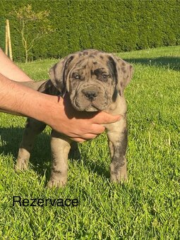 American Bully - 3