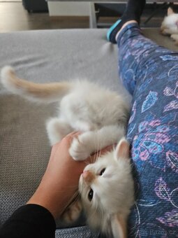Ragdoll koťata - 3