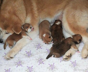 Akita inu - s rodokmenem FCI - 3