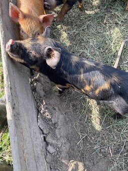 Kune Kune - 3