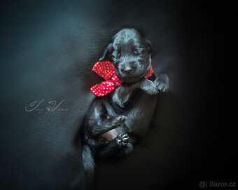 Flat coated retriever - 3