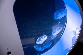 Prodám téměř nový akvárium Ocean Gate 60 l + stolek – 19 000 - 3