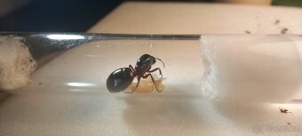 Mravenec dřevokaz (Camponotus ligniperda) - 3